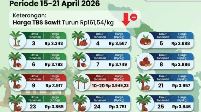 Harga TBS Sawit Sumut Periode 1-7 Juli 2026 Naik Rp100,74 per Kg