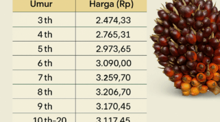 Harga TBS Sawit Swadaya Riau Periode 8-14 Juli 2026 Naik Rp14,67 per Kg