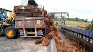 Impor Minyak Sawit India Anjlok ke Level Terendah 14 Bulan, Berpotensi Tekan Harga CPO Global