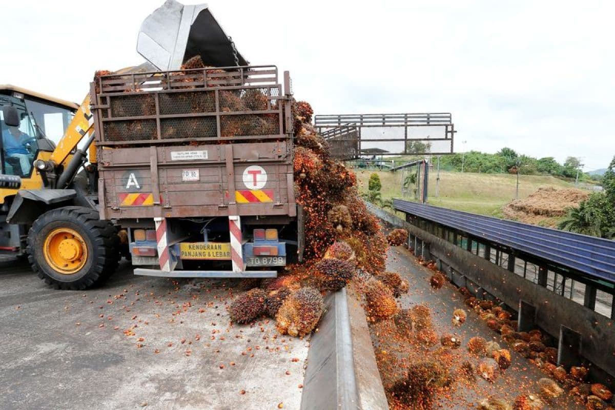 Impor Minyak Sawit India Anjlok ke Level Terendah 14 Bulan, Berpotensi Tekan Harga CPO Global
