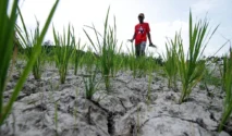Jaga Produksi Pangan, Kementan Percepat Pompanisasi Antisipasi El Nino 2026