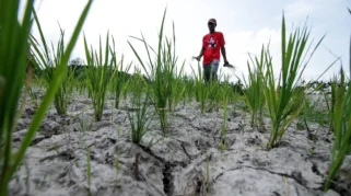 Jaga Produksi Pangan, Kementan Percepat Pompanisasi Antisipasi El Nino 2026