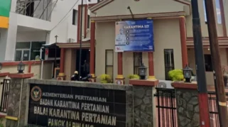 Karantina Babel Catat Tren Positif Ekspor Daun Manggis dan Daun Ketapang