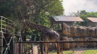 KBS Sebut Tak Ada Satwa Kurang Makan, Kematian karena Sakit dan Usia Tua