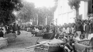 Kedok 'Pribumi Rajin' di Ladang Tanam Paksa