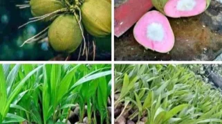 Kelapa Wulung, Varietas Langka dengan Serat Merah Muda dan Segudang Manfaat