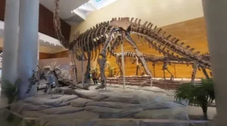 Kemenbud Resmikan Tahir Solo Museum dengan Fosil Asli Omeisaurus dari China
