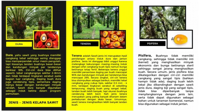 Kenali Tipe Warna Buah Sawit, Planter Diminta Tak Hanya Andalkan Warna Saat Menentukan Panen