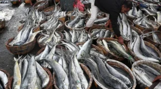 KKP Fasilitasi Ekspor Perdana 11 Ton Ikan Tuna Maluku ke Thailand Senilai Rp1 Miliar