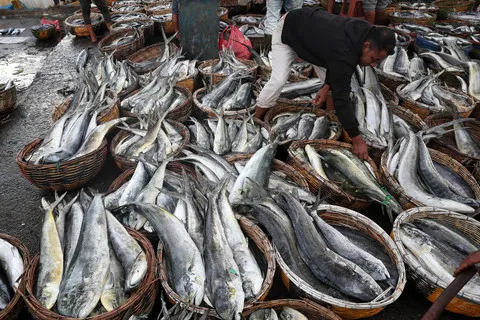 KKP Fasilitasi Ekspor Perdana 11 Ton Ikan Tuna Maluku ke Thailand Senilai Rp1 Miliar