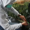 Komplotan Pencuri Motor di Cimahi, Satu Pelaku Dihajar Warga