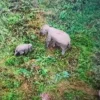 Kondisi Bayi Gajah Terjerat Perangkap di Jambi Sudah Dilepas ke Induknya