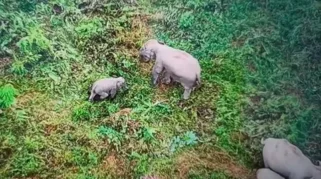 Kondisi Bayi Gajah Terjerat Perangkap di Jambi Sudah Dilepas ke Induknya