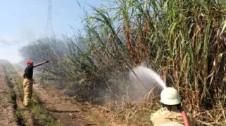 Lahan Tebu di Kediri Hangus Terbakar Akibat Angin Kencang, Kerugian Capai Rp50 Juta