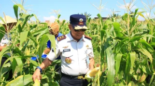 Lapas Banyuwangi Panen Jagung dan Cabai di Lahan SAE Paswangi