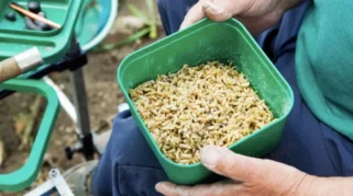 Mahasiswa UNISA Yogya Kembangkan Biokonversi Maggot BSF, Reduksi 80% Sampah Organik