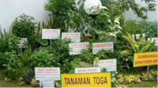 Manfaat Apotek Hidup di Rumah: Solusi Sehat dan Hemat