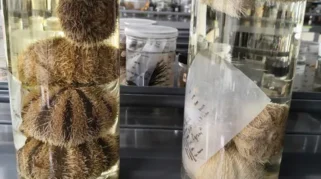 Membaca Identitas Koleksi Ilmiah dengan Peran DNA Barcoding
