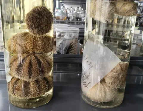 Membaca Identitas Koleksi Ilmiah dengan Peran DNA Barcoding