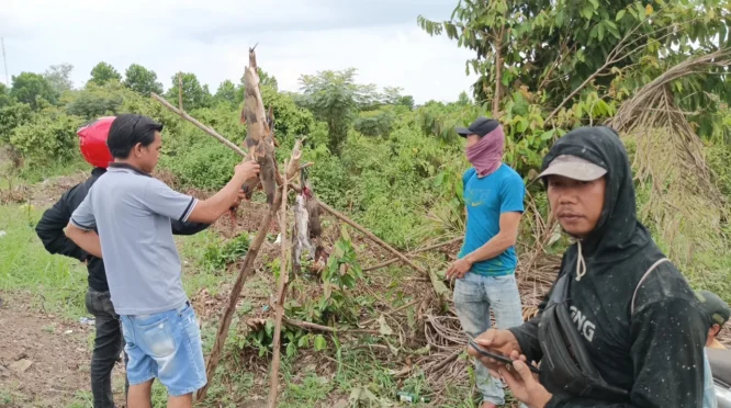 Musim dan Debit Air Tingkatkan Hasil Tangkapan Ikan Sungai di Way Kanan