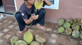 Musim Durian Tekan Penjualan Buah Lain di Lhokseumawe