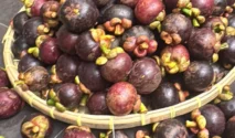 Panen Raya Manggis di Aceh Utara, Harga Pasar Capai Rp10 Ribu per Kilogram