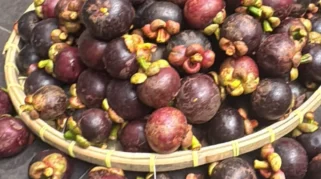 Panen Raya Manggis di Aceh Utara, Harga Pasar Capai Rp10 Ribu per Kilogram