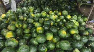 Panen Raya Semangka Non Biji, Petani Jual Rp7.000 per Kilogram di Meulaboh
