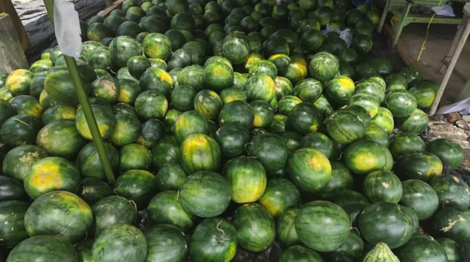Panen Raya Semangka Non Biji, Petani Jual Rp7.000 per Kilogram di Meulaboh