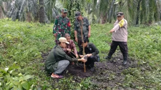 Pekerja Kebun Sawit di Siak Nyaris Diserang Harimau Sumatera, BBKSDA Riau Perketat Pemantauan