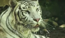 Pemkot Buka Opsi Semarang Zoo Dikelola Pihak Ketiga Setelah Harimau Putih Mati