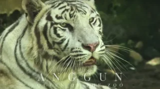 Pemkot Buka Opsi Semarang Zoo Dikelola Pihak Ketiga Setelah Harimau Putih Mati