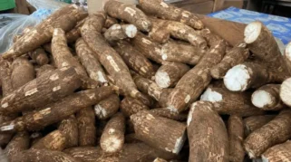 Permintaan Singkong di Pasar Tugu Bandarlampung Masih Tinggi