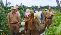 Petani Dayun Berhasil Budidayakan Melon di Lahan Gambut Siak