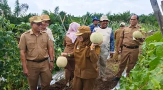 Petani Dayun Berhasil Budidayakan Melon di Lahan Gambut Siak