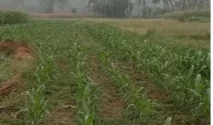 Petani di Bangka Diminta Beralih ke Tanaman Minim Air Hadapi Musim Kemarau Panjang