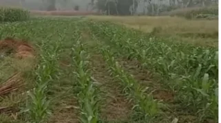 Petani di Bangka Diminta Beralih ke Tanaman Minim Air Hadapi Musim Kemarau Panjang