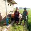 Petani di Magetan Antisipasi Serangan Wereng Meluas dengan Penyemprotan Insektisida