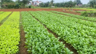 Petani Sawi Way Kandis Keluhkan Cuaca Ekstrem dan Turunnya Permintaan Pasar