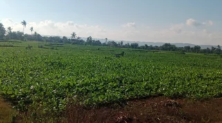 Petani Tembakau di Sumenep Mulai Panen, Cuaca Cerah Dukung Kualitas Hasil