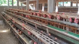 Peternak Ayam Petelur Lakukan Jual Dini Telur Antisipasi Kerugian