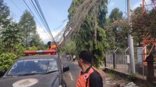 Pohon Cemara Tumbang di Sawan Buleleng, Timpa Jaringan Kabel
