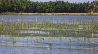 Program M4CR Pulihkan Ekosistem Mangrove di Desa Sepatin, Kutai Kartanegara Kaltim
