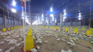 Program MBG Dorong Peningkatan Permintaan Ayam Broiler di Jambi