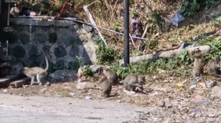 Ratusan Kera Ekor Panjang Turun ke Pasar Ngebel Ponorogo Akibat Lapar