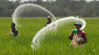 Regenerasi Petani Jadi Tantangan di Desa Gadding, Anak Muda Pilih Merantau