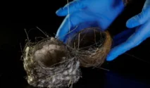 Sarang Burung dari Kabel Drone Ditemukan di Ukraina, Bukti Perang Ubah Alam