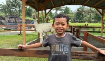 Serunya Berinteraksi Dengan Alpaca dan Hewan-Hewan Lucu di Ijen Farm House