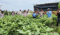Sinergi Lintas Sektor, Polres Pelabuhan Tanjung Perak Wujudkan Swasembada Pangan