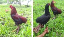 Ayam Tukong, Unggas Genetik Khas Kalbar Tanpa Ekor yang Resmi Dilindungi